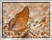 Charaxes affinis, Brązowy, Motyl