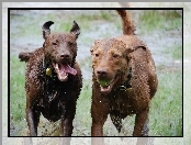 Chesapeake Bay retrievery, Dwa, mokre