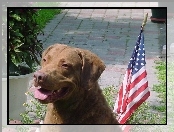 flaga USA, Chesapeake Bay retriever