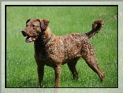 Chesapeake Bay retriever, Piękny, duży