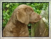 Szczeniak, Chesapeake Bay retriever