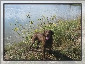 Chesapeake Bay retriever, woda