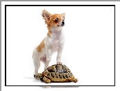 Żółw, Chihuahua dłógowłosa