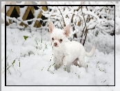 Chihuahua krótkowłosa, Krzew, Pies, Śnieg