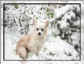 Śnieg, Pies, Chihuahua długowłosa