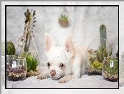 Chihuahua krótkowłosa, Rośliny, Pies, Dekoracje