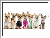 Chihuahua, Słodkie, Mody, Psiej, Psy, Pokaz