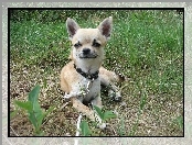 Trawa, Chihuahua, Obroża