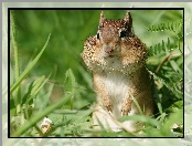 Chipmunk