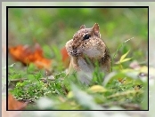 Chipmunk, Łapki
