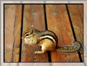 Deski, Chipmunk