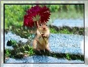 Deszcz, Chipmunk, Kwiatek