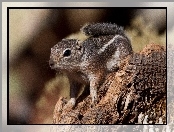 Chipmunk, Drzewo