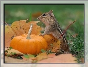 Chipmunk, Dynia