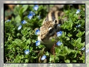Chipmunk, Kwiatuszki