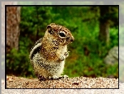Las, Chipmunk, Wiewiórka