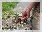 Chipmunk, Jedna, Dłoń, Owoce, Mała, Suszone