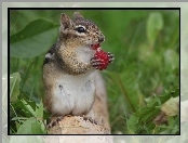 Chipmunk, Malinka