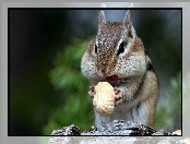 Chipmunk, Orzeszek