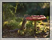 Chipmunk, Gałązki, Pręgowiec, Grzyb