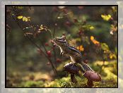 Chipmunk, Gałązki, Pręgowiec, Grzyby