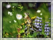 Chipmunk, Roślinka