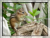 Roślinki, Chipmunk, Konar