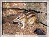 Chipmunk, Skały