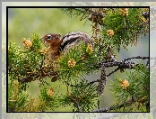 Szyszki, Chipmunk, Gałąź