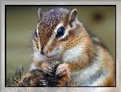 Trawa, Chipmunk, Łapki