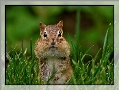 Trawa, Chipmunk, Gryzoń