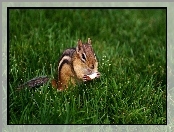 Trawa, Chipmunk, Jabłuszko