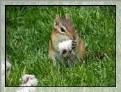 Chipmunk, Trawa