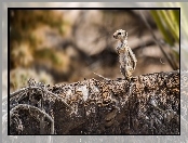 Chipmunk, Mała, Las, Obserwowanie, Wiewióreczka, Drzewo