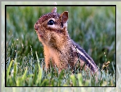 Chipmunk, Łąka, Wiewiórka, Trawa