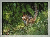 Chipmunk, Rośliny, Wiewiórka, Trawa