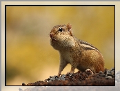 Chipmunk, Tło, Wiewiórka, Żółte