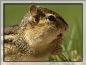 Zdziwienie, Chipmunk, Trawa