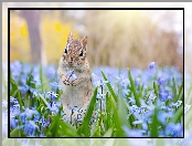 Chipmunk, Cebulica syberyjska, Wiewiórka ziemna, Kwiaty