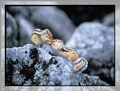 Chipmunki, Skały, Dwa, Buziak