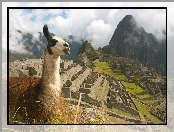 Chmury, Machu Picchu, Lama