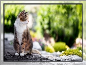 Chodnik, Bokeh, Kot, Kamień