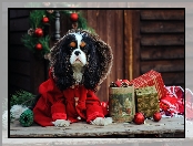 Choinka, Cavalier King Charles spaniel, Ubranko