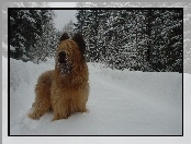 choinki, Owczarek francuski Briard, śnieg