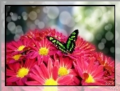 Motyl, Chryzantema, Zielony