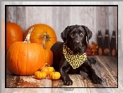 Chusteczka, Halloween, Pies, Dynie