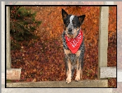 Chustka, Pies, Australian cattle dog