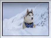 Chustka, Góry, Siberian Husky, Zima