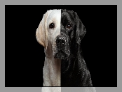 Tło, Ciemne, Labrador retriever, Pies, Czarno-biały