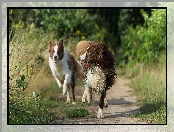 Ścieżka, Trawy, Biegnące, Psy, Border collie